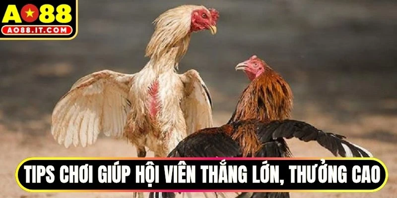 Tips chơi giúp hội viên thắng lớn, thưởng cao
